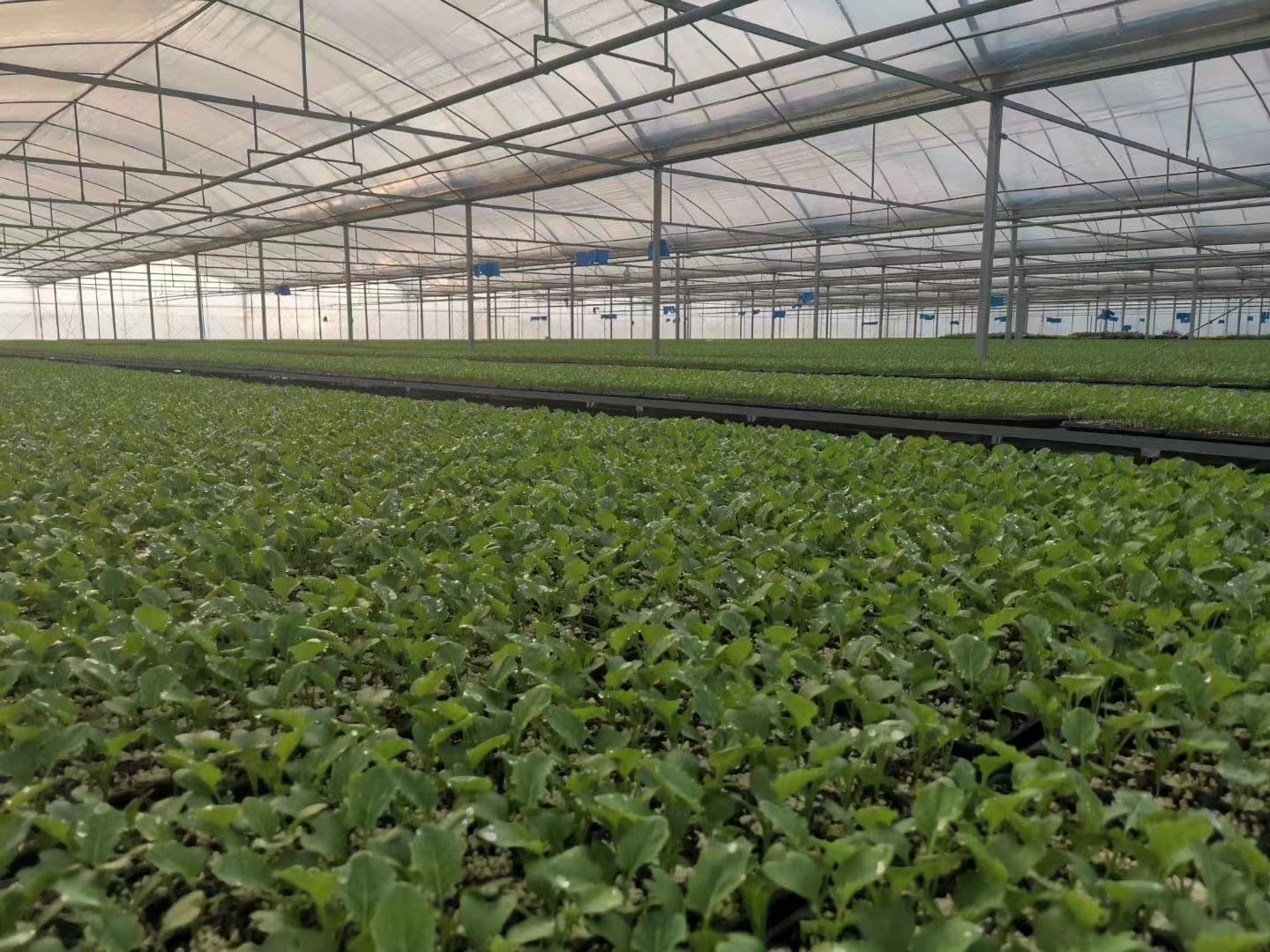 溫室大棚加溫供暖應(yīng)該如何選擇鍋爐設(shè)備？